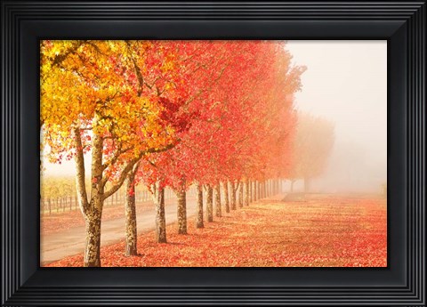 Framed Fall Trees in the Mist Print