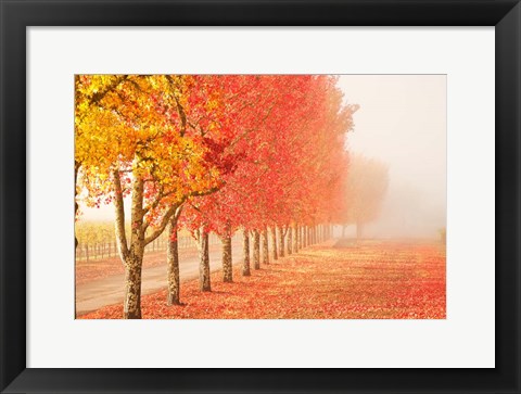 Framed Fall Trees in the Mist Print