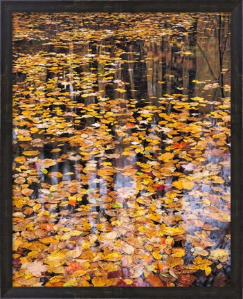 Framed Autumn Detail Print