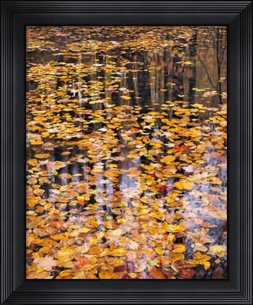 Framed Autumn Detail Print