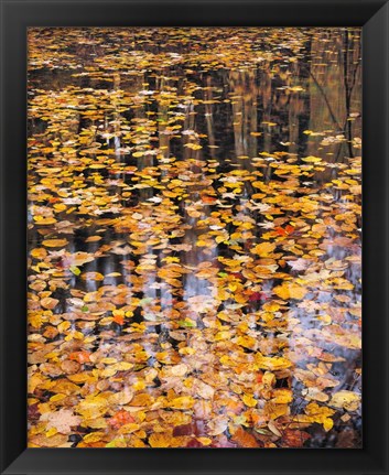 Framed Autumn Detail Print