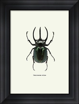 Framed Beetle Black Print