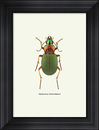 Framed Beetle Green Print