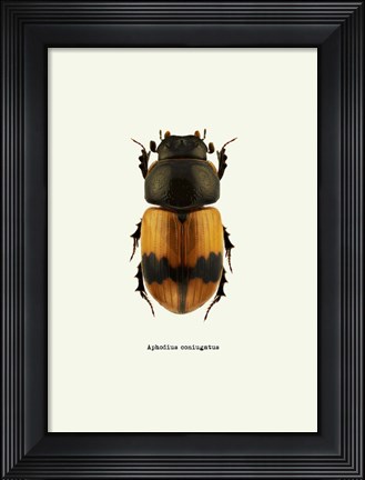 Framed Beetle Orange Print