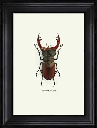 Framed Beetle Red Print