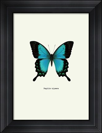 Framed Blue Butterfly Print