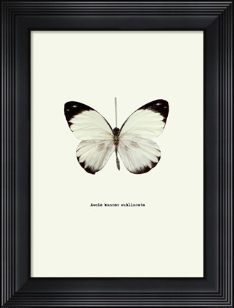 Framed White Butterfly Print