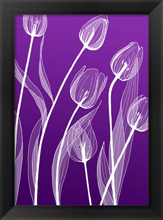 Framed X-ray Flowers Purple Print