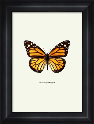 Framed Yellow Butterfly Print