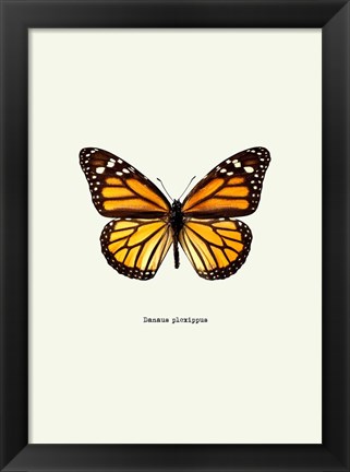 Framed Yellow Butterfly Print