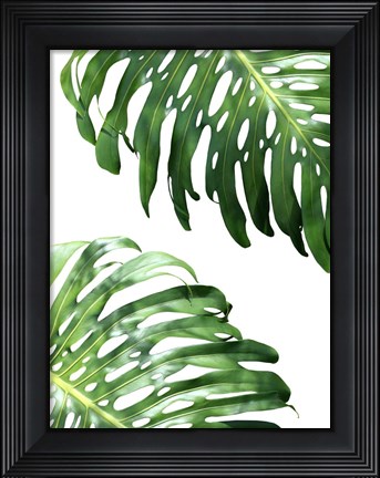 Framed Double Philodendron (color) Print