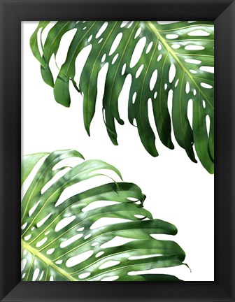 Framed Double Philodendron (color) Print