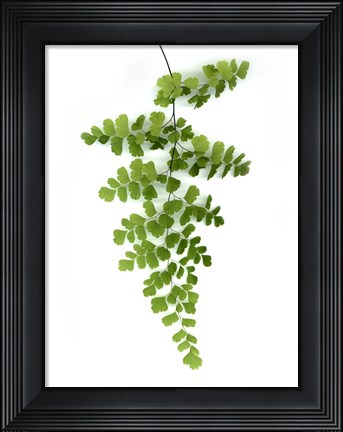 Framed Green Maidenhair Print