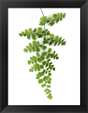 Framed Green Maidenhair Print