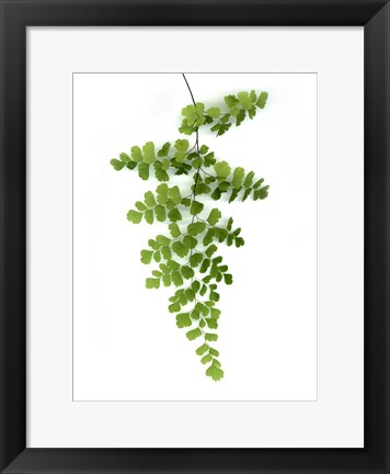 Framed Green Maidenhair Print