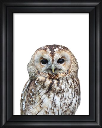 Framed Owl Print