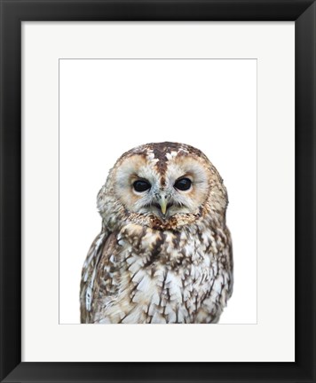 Framed Owl Print