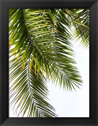 Framed Palm Leaves Print