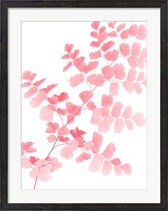 Framed Pink Maidenhair Print