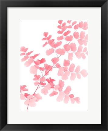 Framed Pink Maidenhair Print