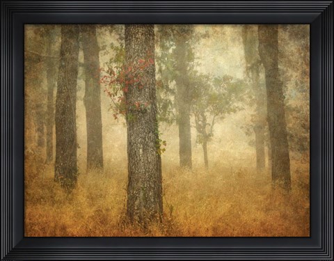 Framed Oak Grove in Fog Print