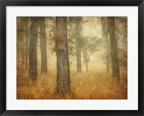 Framed Oak Grove in Fog Print