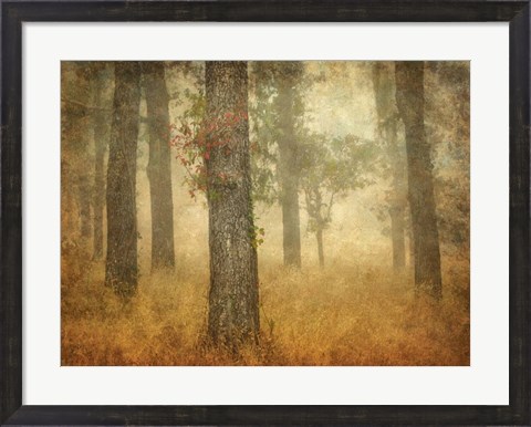 Framed Oak Grove in Fog Print