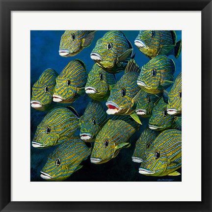 Framed Shoal of Grunts Print