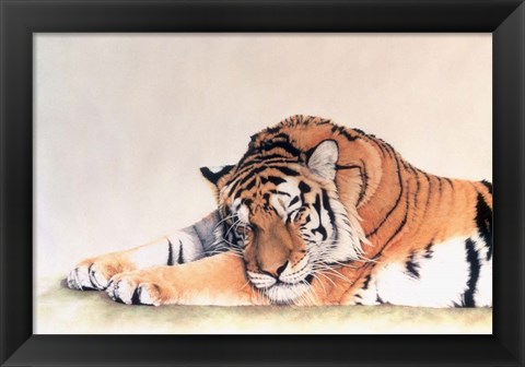 Framed Sleeping Tiger Print