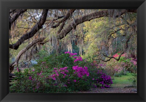 Framed Oaks and Azaleas Print