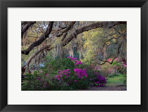 Framed Oaks and Azaleas Print