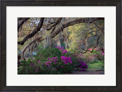 Framed Oaks and Azaleas Print