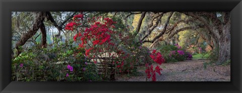 Framed Springtime Morning Print