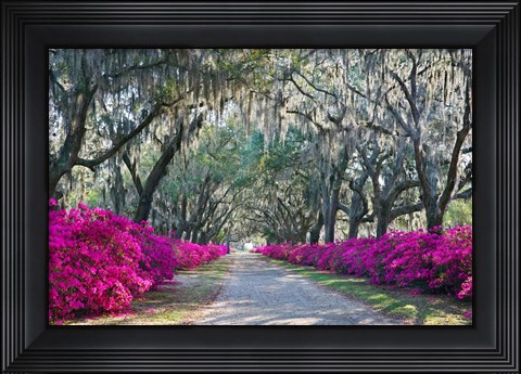 Framed Azaleas, Bonaventure Print