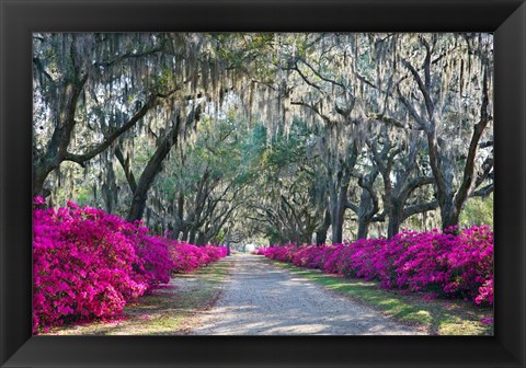 Framed Azaleas, Bonaventure Print