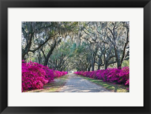 Framed Azaleas, Bonaventure Print