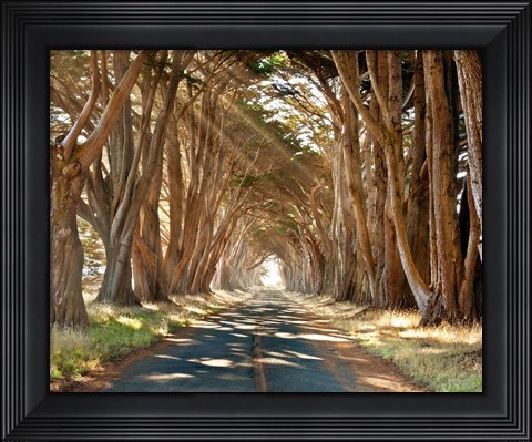 Framed Cypresses Print