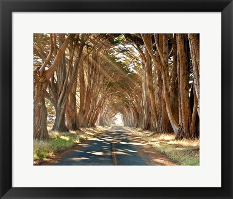 Framed Cypresses Print