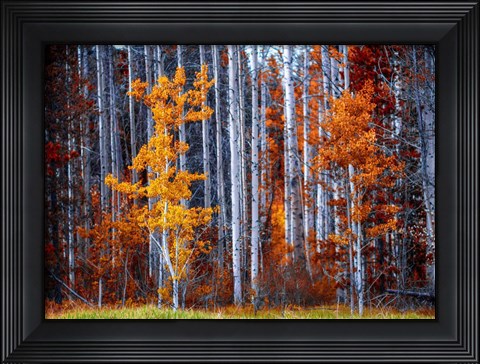 Framed Autumn Birches Print