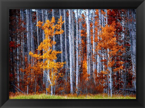 Framed Autumn Birches Print