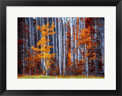 Framed Autumn Birches Print