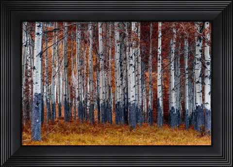 Framed Autumn Forest Print