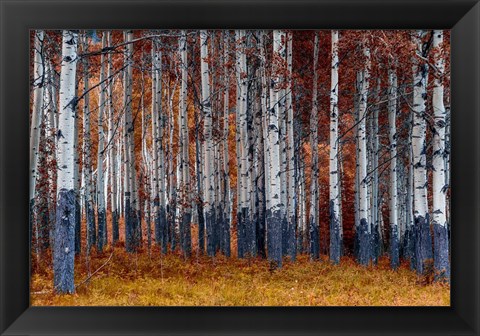 Framed Autumn Forest Print
