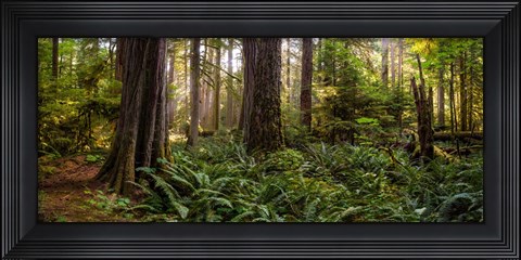 Framed Cathedral Forest Print