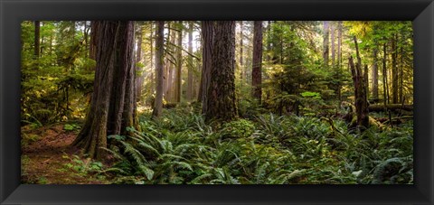 Framed Cathedral Forest Print