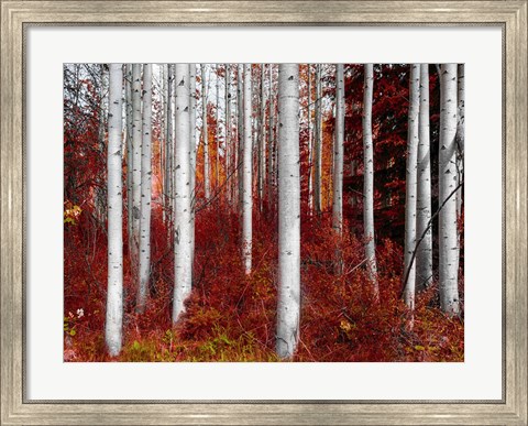 Framed Fall Birches Print