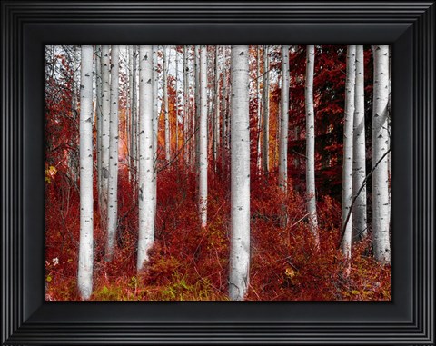 Framed Fall Birches Print