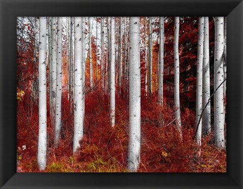 Framed Fall Birches Print