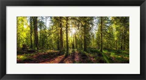 Framed Golden Forest Print