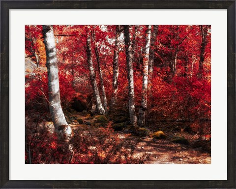 Framed Red Trees Path Print